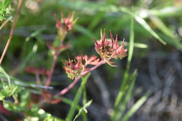 Geranium carolinianum / Carolina geranium / Carolina cranes bill