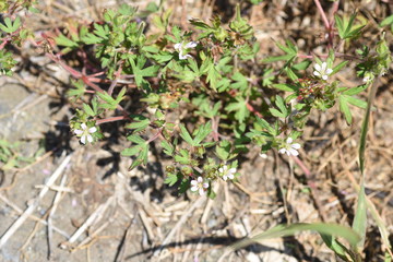 Geranium carolinianum / Carolina geranium / Carolina cranes bill