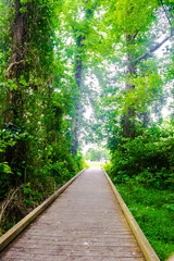 a charming boardwalk through the forest