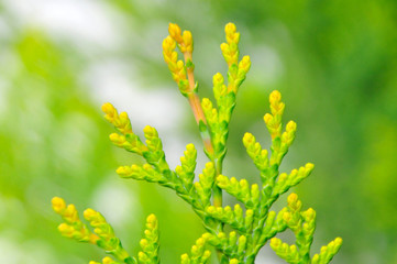 Thuja Smaragd Lebensbaum Triebe