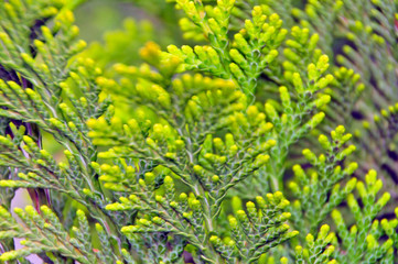 Thuja Smaragd Lebensbaum Triebe