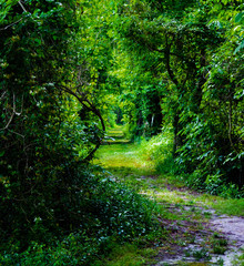 Fototapeta premium densely overgrown path through the forest