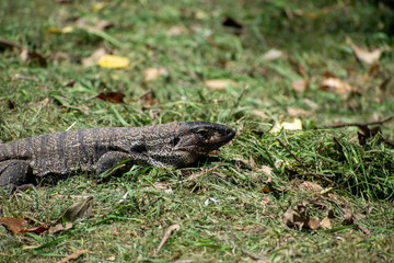 lagarto