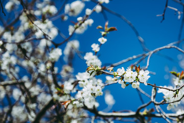 Fleurs de pommier blanches
