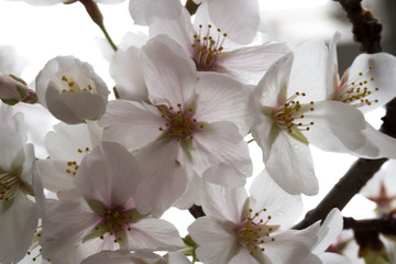 cherry blossoms in chiba
