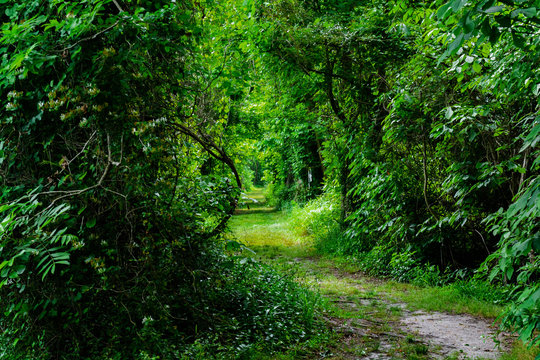 densely overgrown path through the forest