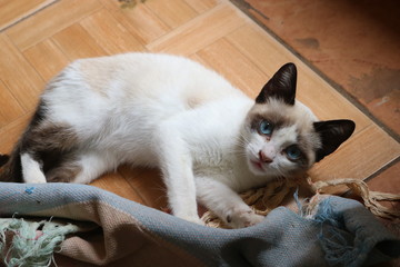 Blue-eyed cat playing