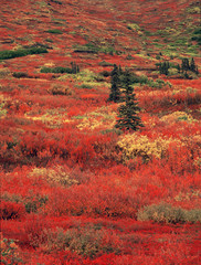 Fall Colors in Denali National Park