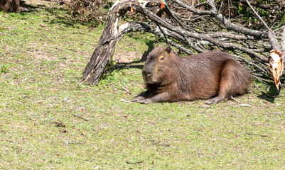 Zoologico
