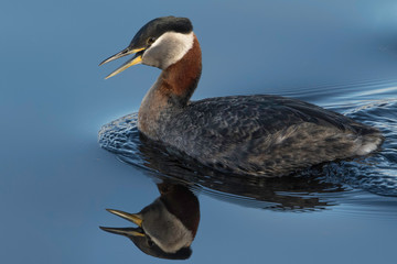 Red-necked Grebe in Alaska