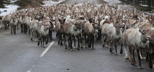 Large herd of reindeer on the street in Scandinavia © jojoo64