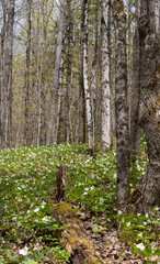 Trillium bed in a spring forest in Ontario