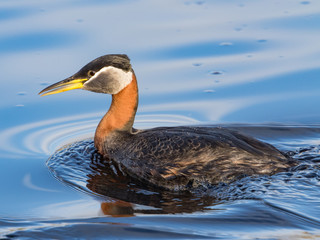 Fototapeta premium Red-necked Grebe in Alaska