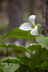 white trillium Ontario 