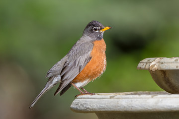 American Robin in Alaska