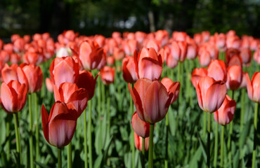 Blossoming tulips closeup.