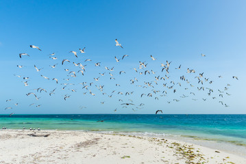 Beautiful Caribbean beach, in Los Roques Archipelago, Venezuela