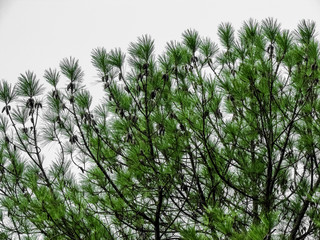 Obraz premium Pine tree. Anchieta city, Inhaúma.