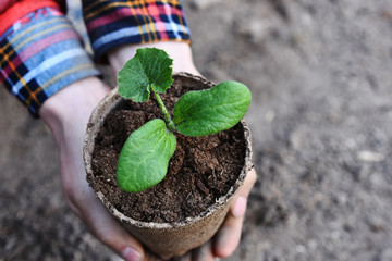 Young Seedling Plant