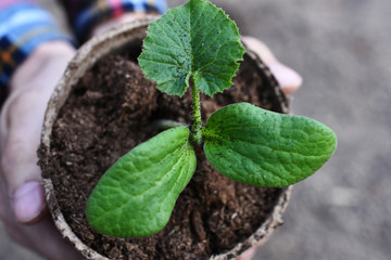 Young Seedling Plant