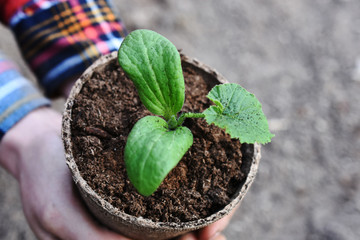 Young Seedling Plant