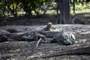 Komodo dragons, Varanus komodoensis, rest in the shade on a hot day in Komodo National Park,...