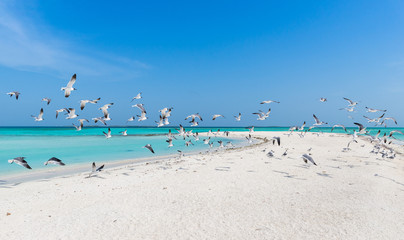 Obraz premium Beautiful Caribbean beach, in Los Roques Archipelago, Venezuela