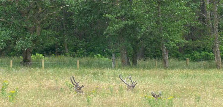 Red Deer Feeding in field, Loch Hourn, landscape, Scotland