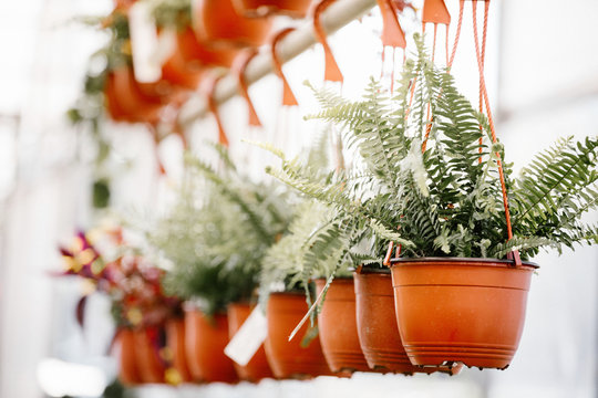 Green succulent plants for sale at flower market.