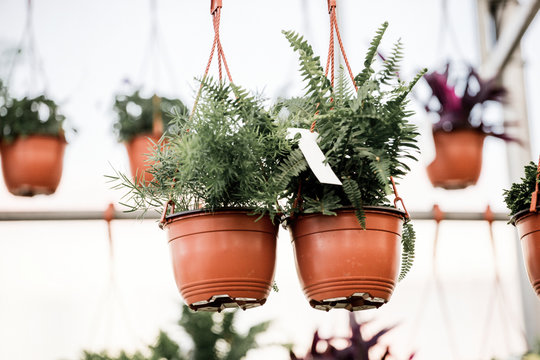 Green succulent plants for sale at flower market.