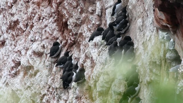 Small colony of Common Murre (Uria aalge) on Helgoland island on rock.