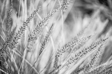 Plumes of grass Pennisetum advena rubrum blooming, black and white photo.