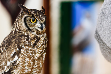 Portrait of a eagle owl, Bubo bubo, bright eyed captive at a falconry festival.Portrait of a eagle...