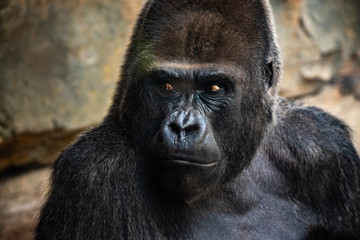 Portrait of a powerful gorilla with expressive eyes.