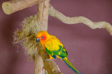 Sun Conure parrot macaw on a nest in contact zoo