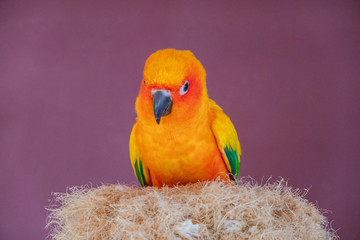 Sun Conure parrot macaw on a nest in contact zoo