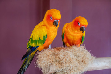 Two Sun Conure parrot macaw on a nest in contact zoo