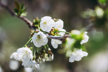 Fleurs de pommier blanches