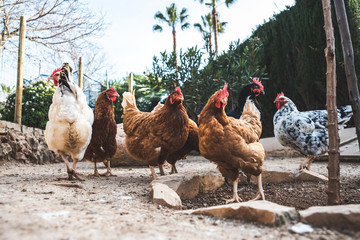Hens pecking at the soil of an ecological farm to lay boar eggs.
