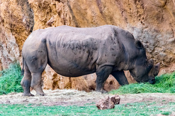 Obraz premium rhinoceros in zoo