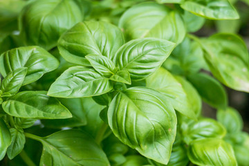 basil plants ocimum basilicum