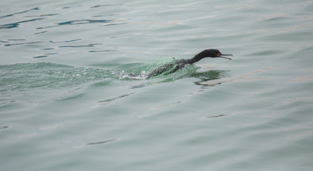 Marine bird in Paracas, Peru