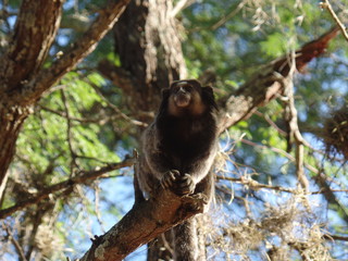 Saguí (Fazenda Pratinha, Chapada Diamantina, BA)