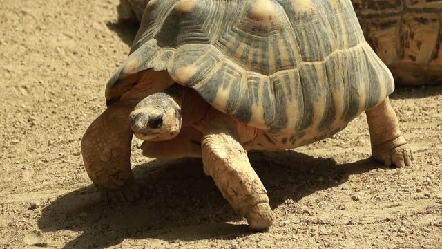 The radiated tortoise, Astrochelys radiata, walking slowly, 4K