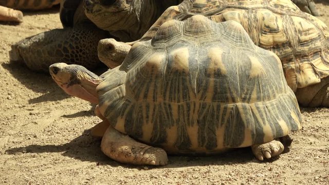 ホウシャガメ、カメ、マダガスカルホシガメ / The radiated tortoise, Astrochelys radiata, sunbathing with other tortoises, 4K