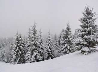 pine forest in winter