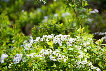 Chiba, japan, 03/30/2019 , Aobanomori park, near Chibadera station, in spring.