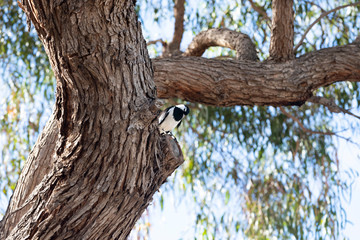 Fototapeta premium A lone Magpie sitting in the branch of a large tree.
