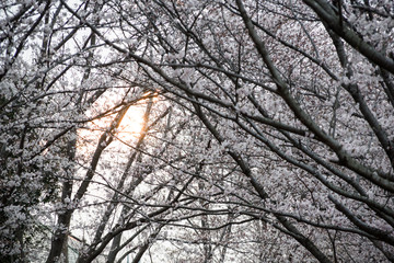 cherry trees spring 2019