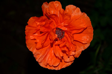  Red poppy shot close-up on a dark background.
